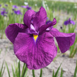 Iris ensata purpurea